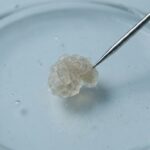 Foto mikroskopis makro yang menunjukkan Xenobot, kluster sel hidup,makhluk hidup tanpa perlu jantung sedang didorong oleh ujung alat uji presisi di dalam cawan petri.