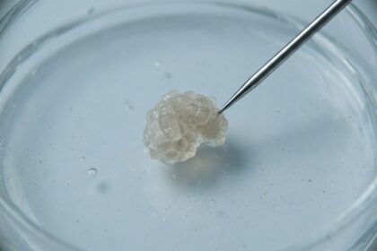 Foto mikroskopis makro yang menunjukkan Xenobot, kluster sel hidup,makhluk hidup tanpa perlu jantung sedang didorong oleh ujung alat uji presisi di dalam cawan petri.