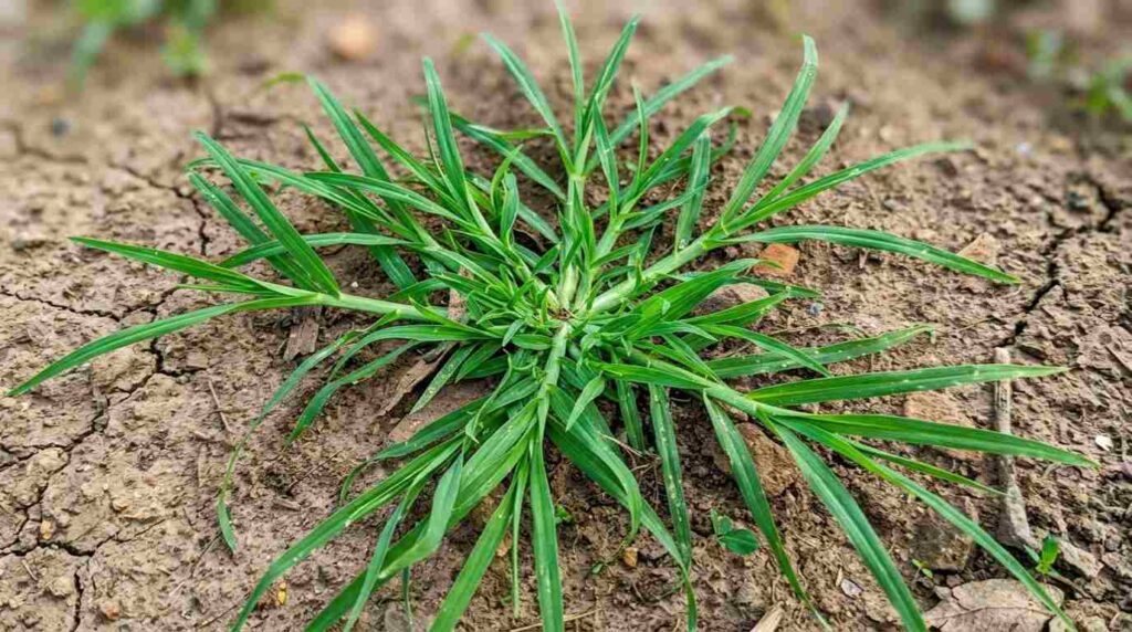 Jukut jampang atau rumput belulang berdaun runcing yang merayap di tanah kering, tanaman liar yang menjadi bukti bahwa AI temukan obat diabetes dari rumput