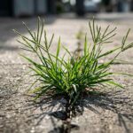 Bunga menjari dari rumput sambau yang tumbuh liar di sela retakan jalan beton, bahan alami yang diteliti saat AI temukan obat diabetes dari rumput.