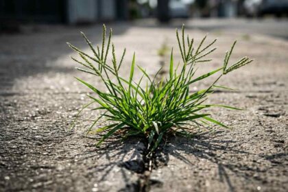 Bunga menjari dari rumput sambau yang tumbuh liar di sela retakan jalan beton, bahan alami yang diteliti saat AI temukan obat diabetes dari rumput.